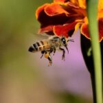 Bienestar comprobado: beneficios de la miel respaldados por la ciencia