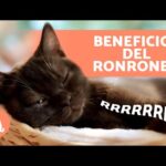 Bienestar felino: los sorprendentes beneficios del ronroneo para los humanos