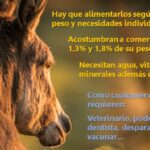 Brinda bienestar: beneficios del burro