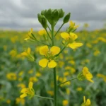 Camelina: el superalimento que transformará tu salud