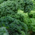 Col berza: los múltiples beneficios de este superalimento