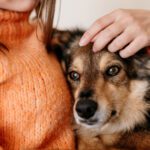 Conexión entre mascotas y bienestar humano