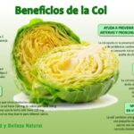Conoce los increíbles beneficios de la col blanca