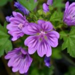 Conoce los increíbles beneficios de la malva para tu piel