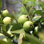 El poder curativo de la hoja de guayaba