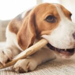 Mejora la salud de tu mascota: beneficios para el hueso de tu perro