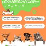 Mejora la salud de tu mascota: desparasitar perro