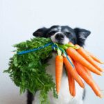 Mejora la salud de tu perro con zanahorias