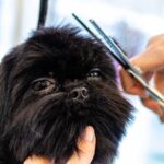 Mejora la salud y apariencia de tu mascota con un corte de cabello