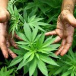 Mejora tu calidad de vida con el cannabis