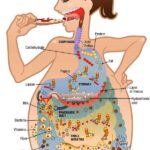 Mejora tu digestión: beneficios de las enzimas digestivas