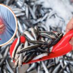 Mejora tu salud con la anchoveta