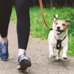 Mejora tu vida con los beneficios de caminar con tu perro