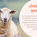 Mejorando tu vida con los beneficios de la oveja