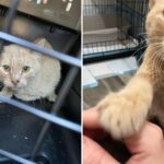 Milagros del gato callejero