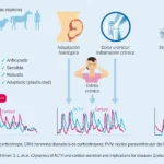 Múltiples beneficios de los corticoides