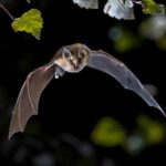 Murcielagos: aliados en la naturaleza
