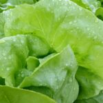 Nutrición saludable: los beneficios de la lechuga en el embarazo