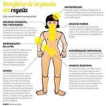 Paladeando los beneficios del palo de regaliz