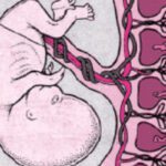 Placenta: El tesoro oculto de la maternidad