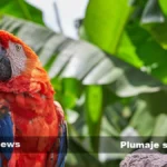 Plumajes de bienestar: Descubre los increíbles beneficios de las aves en tu vida