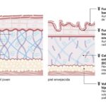 Potencia tu piel con la elastina: ¡Descubre sus beneficios!