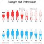 Potencia tu rendimiento con la testosterona deportiva