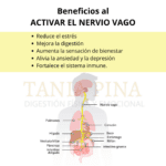 Potencia tu salud con los beneficios del nervio vago