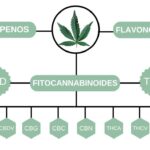 Potencia tus beneficios con aceite de cannabis medicinal