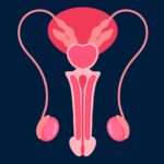 Potencia tus beneficios: retención seminal