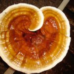 Potencializando tu salud con Ganoderma Lucidum