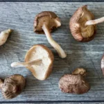Potenciando tu salud con el hongo shiitake
