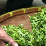 Propiedades sorprendentes de la camellia sinensis