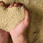 Quinoa-tu aliado durante el embarazo