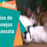Rabbitando: Los múltiples beneficios de tener un conejo como mascota
