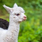 Razones para amar la alpaca