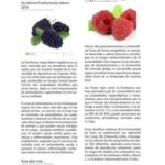 Razones para incluir frambuesa negra en tu dieta