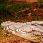 Razones para probar la carne de cocodrilo