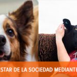 Salud animal: descubre los beneficios de la veterinaria