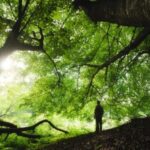 Sanando con la naturaleza