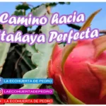 Secretos de la pitaya para un cabello radiante