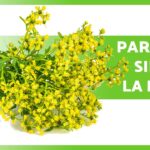 Secretos de la ruda: beneficios para tu piel