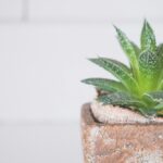 Secretos del aloe vera: ¡Potencia tu bienestar!
