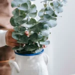 Secretos del eucalipto: los múltiples beneficios de inhalar esta planta