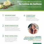 Secretos del eucalipto para un cabello saludable