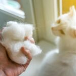 Secretos para un pelaje brillante: cortar el cabello de tu gato