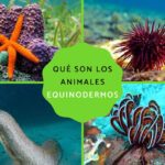 Ventajas maravillosas de los equinodermos