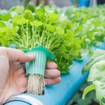 Vive la experiencia del cultivo hidropónico
