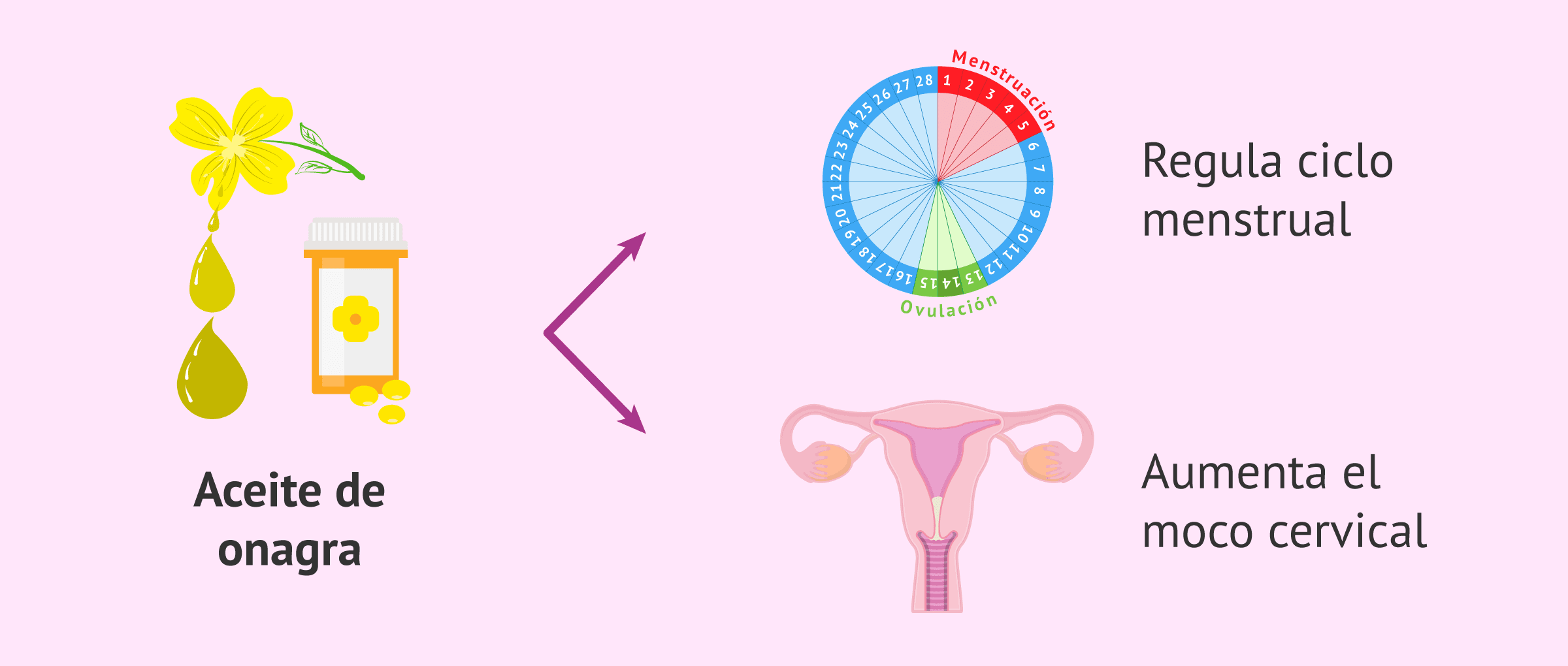 Vive mejor con los beneficios de la onagra para la mujer